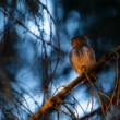 Glaucidium passerinum (kuvičok vrabčí)