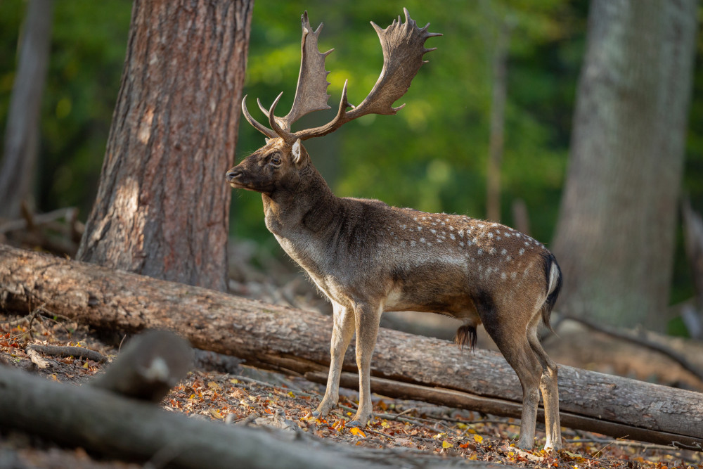 daniel škvrnitý, Fallow deer (Dama dama)