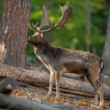 daniel škvrnitý, Fallow deer (Dama dama)