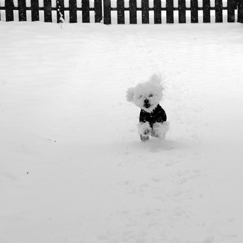 psy sneh jednoducho milujú....