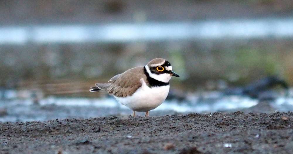 Kulík riečný. CHaradrius dubius