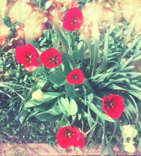 Tulipány