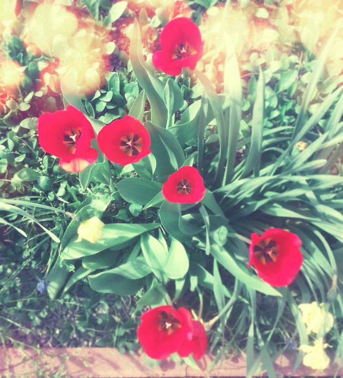 Tulipány