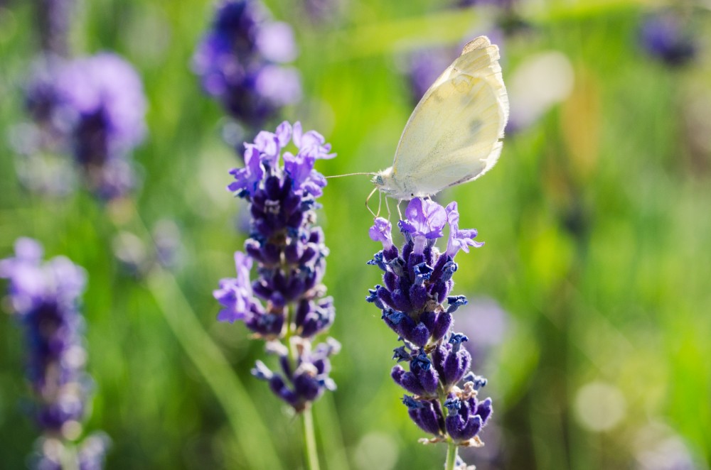 levandula