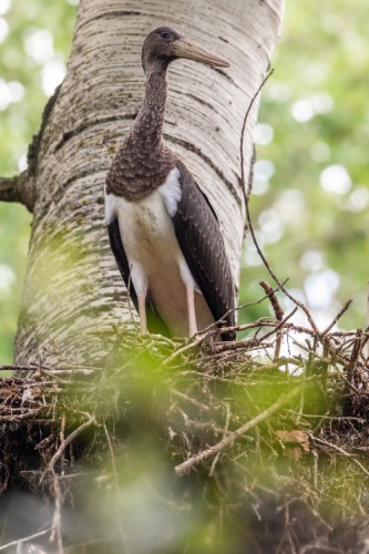 Bocian čierny,  The black stork (Ciconia nigra)