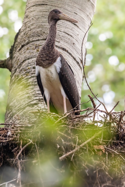 Bocian čierny,  The black stork (Ciconia nigra)