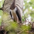 Bocian čierny,  The black stork (Ciconia nigra)