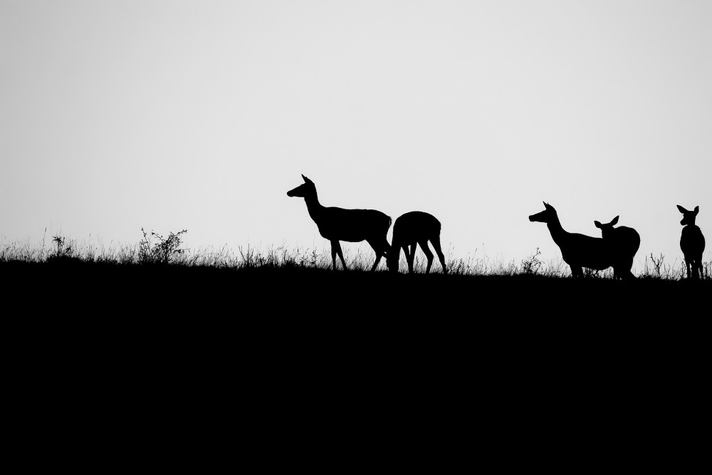 Horizont
