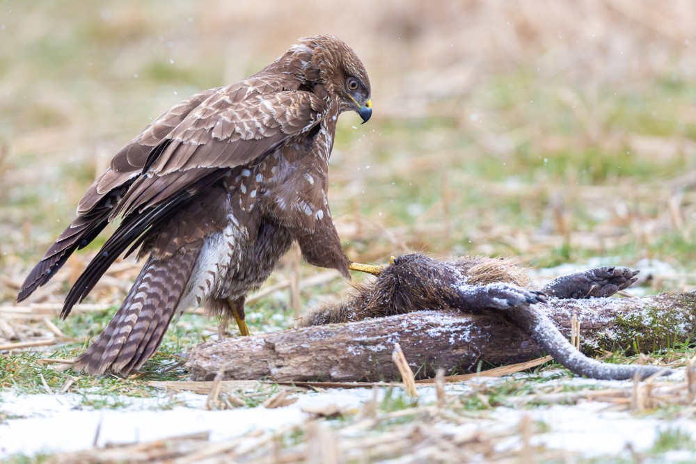 myšiak hôrny, The common buzzard (Buteo buteo)