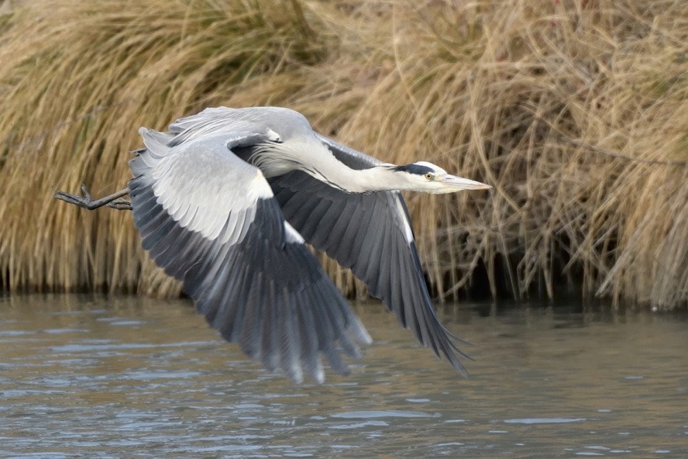 Ardea cinerea vzlet 4