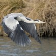 Ardea cinerea vzlet 4
