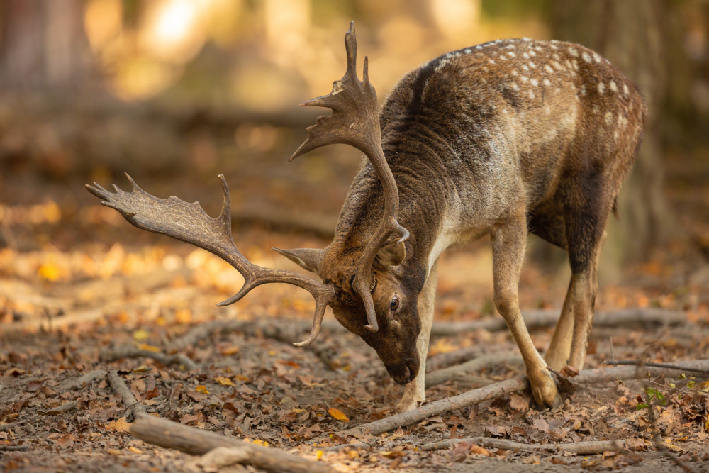 daniel škvrnitý, Fallow deer (Dama dama)