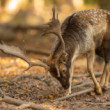 daniel škvrnitý, Fallow deer (Dama dama)