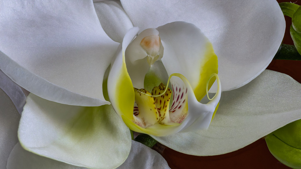 orchidea :))