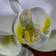 orchidea :))