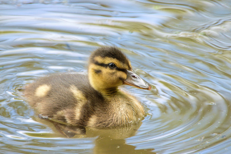 Anas platyrhynchos