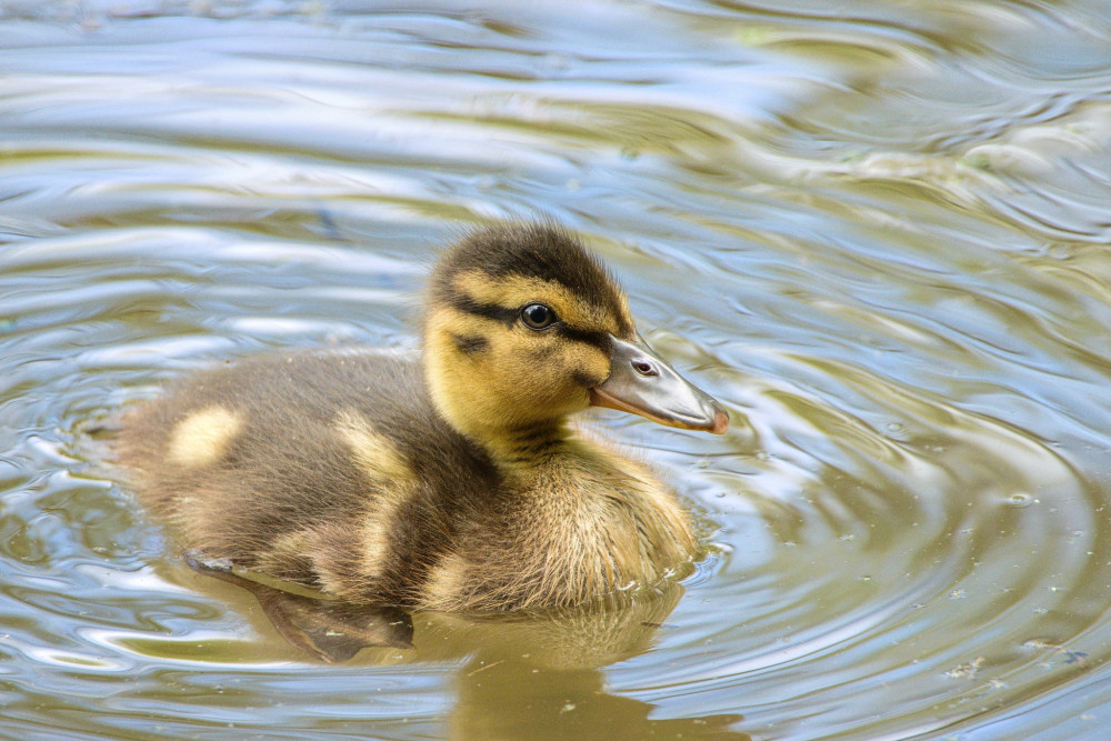 Anas platyrhynchos