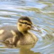 Anas platyrhynchos