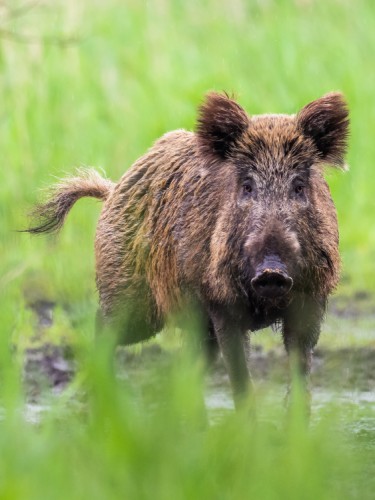 Diviak lesný, The wild boar (Sus scrofa)