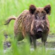 Diviak lesný, The wild boar (Sus scrofa)
