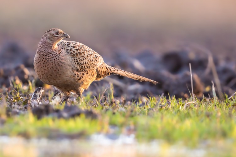 bažant obyčajný, The common pheasant (Phasianus colchicus)