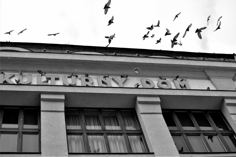 Kultúrny dom holubí