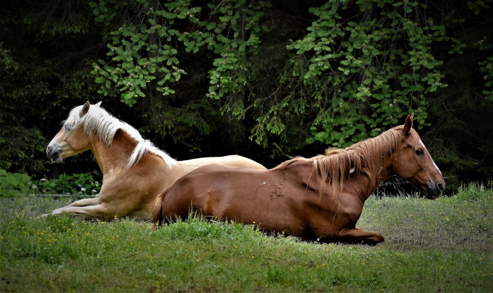 Siesta