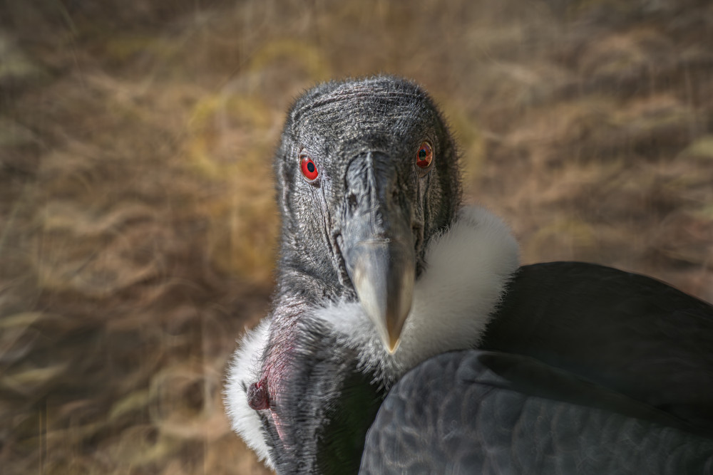 Kondor veľký (Vultur gryphus)