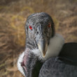 Kondor veľký (Vultur gryphus)