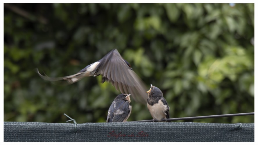 Hirundo rustica (Lastovička obyčajná)