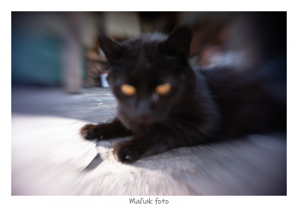 mačiak foto