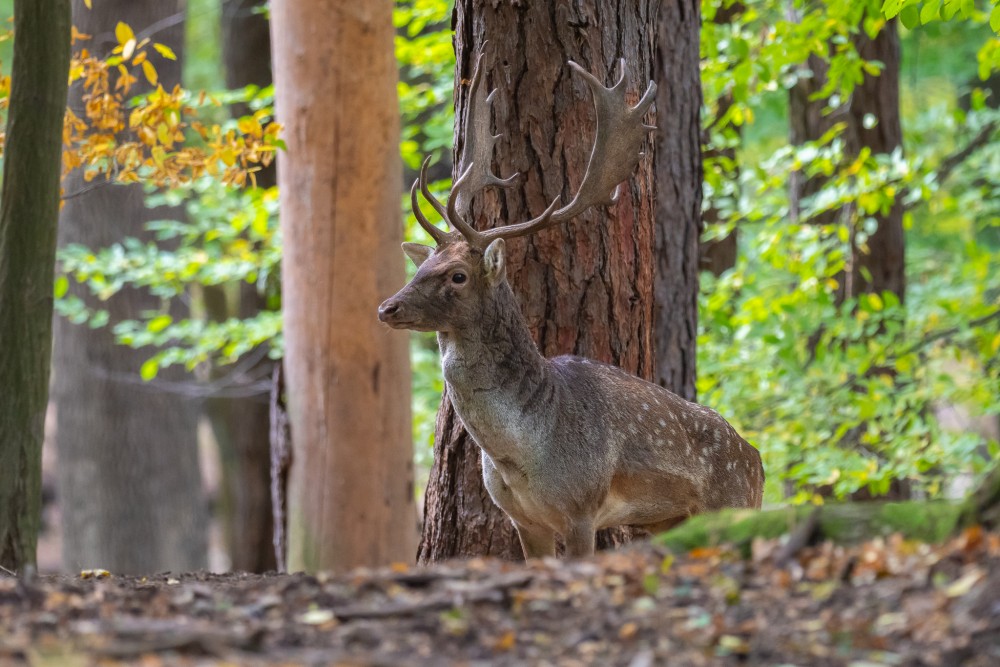 Daniel škvrnitý, Fallow deer (Dama dama)