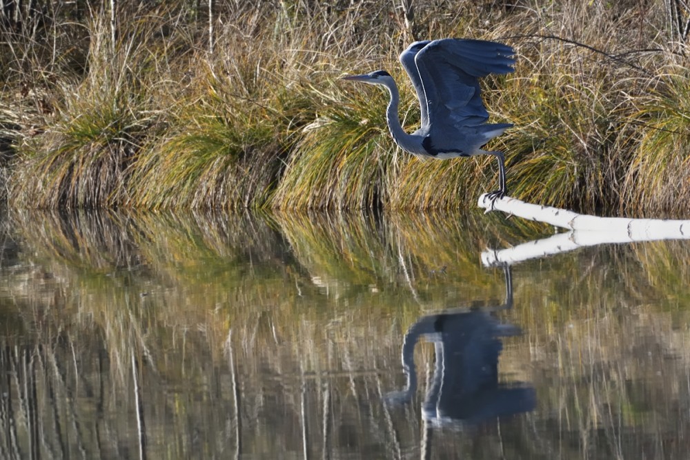 Ardea cinerea vzlet 1