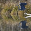Ardea cinerea vzlet 1