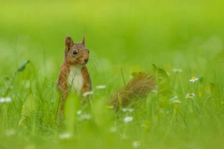 Veverka obecná (Sciurus vulgaris)