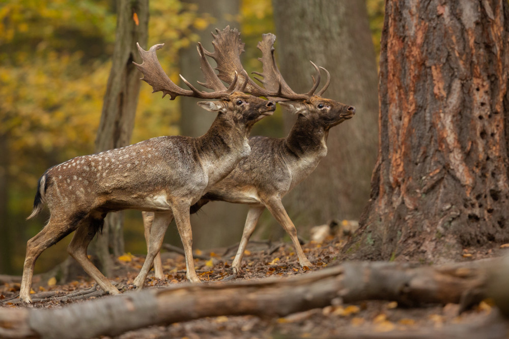 daniel škvrnitý, Fallow deer (Dama dama)