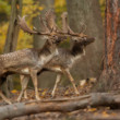 daniel škvrnitý, Fallow deer (Dama dama)