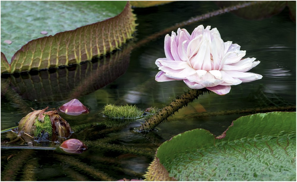 Victoria regia brasilliensis