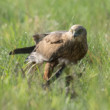 Kaňa močiarna s korisťou (wildlife)