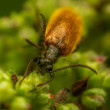Lagria hirta