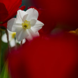 Narcis