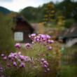 dedinská