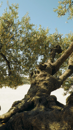 Olivovy strom na Chramovej Hore v Jeruzaleme