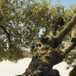 Olivovy strom na Chramovej Hore v Jeruzaleme