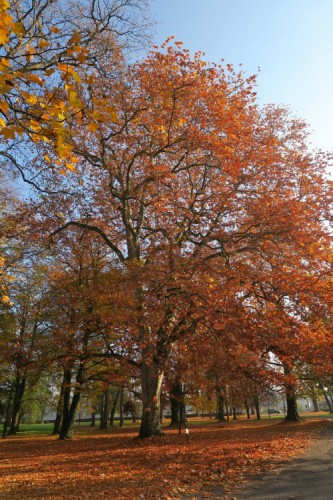 Klobušické platany