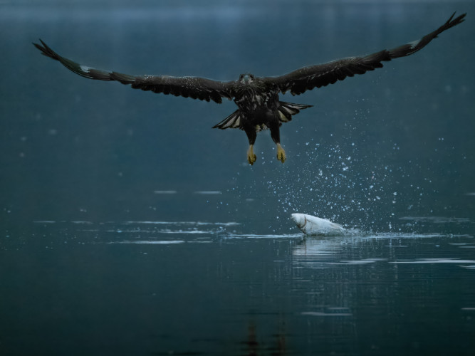 Orliak, neúspešný lov