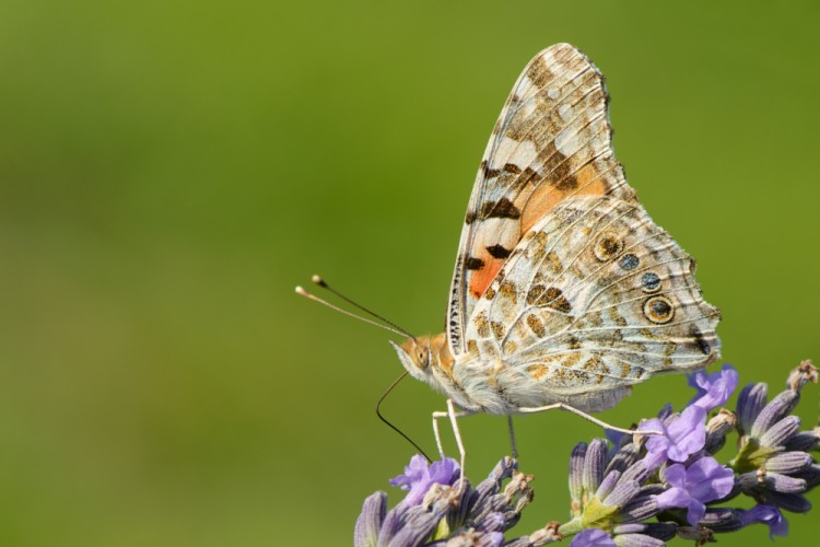 painted lady