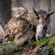 Hunter and prey