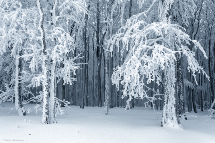 Frozen forest