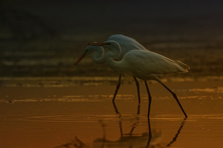 Volavka bílá (Ardea alba)